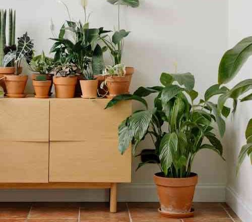 Feng Shui για θετική ενέργεια και τύχη στο σπίτι σου! 